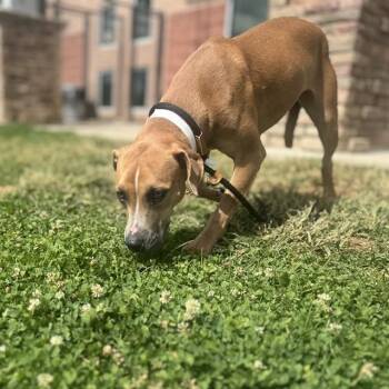 ZIGGY -  Pit Bull Terrier Dog for Adoption in Pueblo, Colorado - ZIGGY | PetCurious