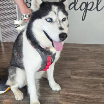 Lumi -  Siberian Husky Dog for Adoption in San Jacinto, California - Lumi | PetCurious