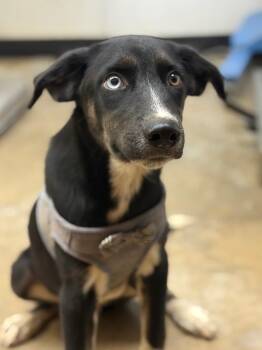 Peter Parker -  Labrador Retriever and Border Collie Dog for Adoption in Lockhart, Texas - Peter Parker | PetCurious