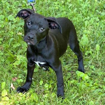 Nash -  Black Labrador Retriever and Mixed Breed Dog for Adoption in South Elgin, Illinois - Nash | PetCurious