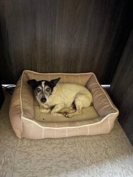 Rat Terrier Dogs Available for Adoption - Pluto | PetCurious