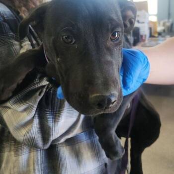 Labrador Retriever Dogs Available for Adoption - Maximus | PetCurious