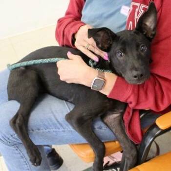 Butch -  German Shepherd Dog and Mixed Breed Dog for Adoption in Birmingham, Alabama - Butch | PetCurious