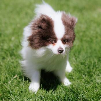 Pomeranian Dogs Available for Adoption in Northbrook, Illinois - Latex Glove | PetCurious
