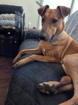 Biscotti -  Doberman Pinscher Dog for Adoption in San Luis Obispo, California - Biscotti | PetCurious