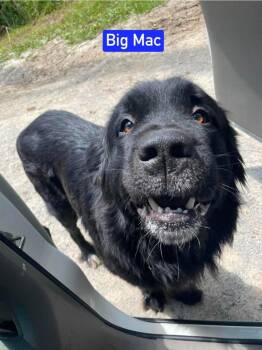 Big Mac -  Newfoundland Dog Dog for Adoption in Warrenton, Missouri - Big Mac | PetCurious