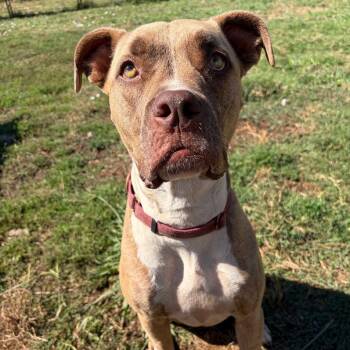 ADDIE -  Pit Bull Terrier Dog for Adoption in Chico, California - ADDIE | PetCurious