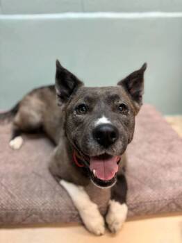 Rescue Akita and Mixed Breed Dogs for Adoption in Portola, California - Peachy | PetCurious