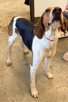 Roscoe -  Coonhound and Mixed Breed Dog for Adoption in Bowling Green, Kentucky - Roscoe | PetCurious