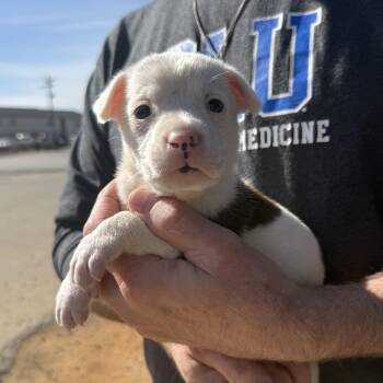 Mixed Breed Dogs Available for Adoption - Blockbuster | PetCurious