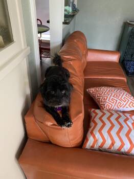 Luna -  Havanese Dog for Adoption in Richardson, Texas - Luna | PetCurious