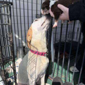 Hound and Mixed Breed Dogs Available for Adoption in Stormville, New York - NY Tyson Avail 9 (Carmel NY Fire Dept) | PetCurious