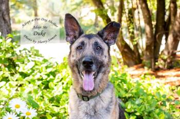 DUKE -  German Shepherd Dog Dog for Adoption in Shelton, Washington - DUKE | PetCurious