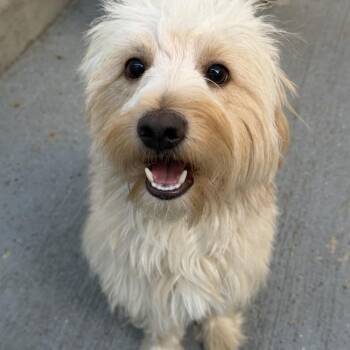 Gilbert -  Maltese Dog for Adoption in San Diego, California - Gilbert | PetCurious