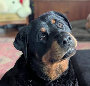 Rescue Rottweiler Dogs for Adoption in Atlanta, Georgia - Hester | PetCurious