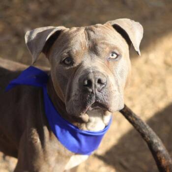 MAURICE -  American Staffordshire Terrier Dog for Adoption in San Antonio, Texas - MAURICE | PetCurious