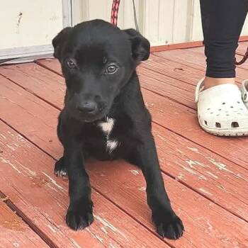 Terrier Dogs Available for Adoption - LOUISE | PetCurious