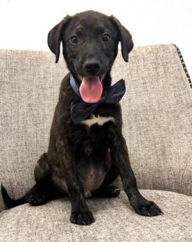 Aluminum -  Labrador Retriever and Mixed Breed Dog for Adoption in Hawk Point, Missouri - Aluminum | PetCurious