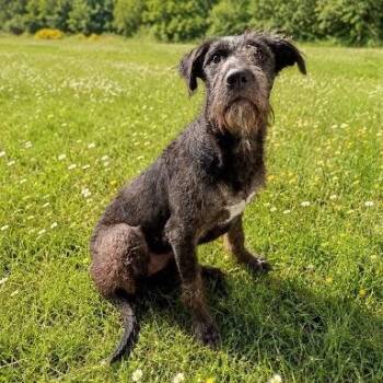 Dora -  Schnoodle Dog for Adoption in Bethel, Connecticut - Dora | PetCurious