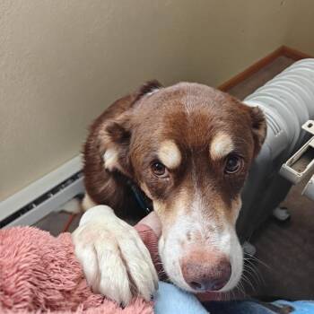 Greater Swiss Mountain Dog and Mixed Breed Dogs Available for Adoption - Hank | PetCurious