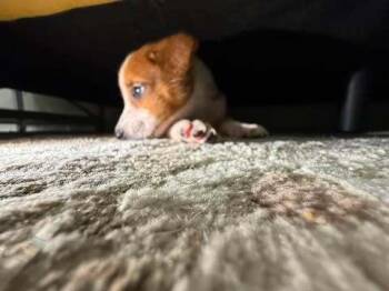 Mixed Breed Dogs Available for Adoption in Dallas, Texas - Nevada Pups: Coco | PetCurious