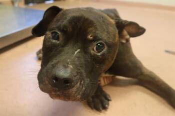 DOLITTLE -  Mixed Breed Dog for Adoption in Columbia, South Carolina - DOLITTLE | PetCurious