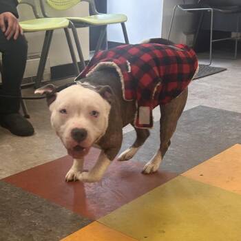 Mixed Breed Dogs Available for Adoption - Rishu | PetCurious