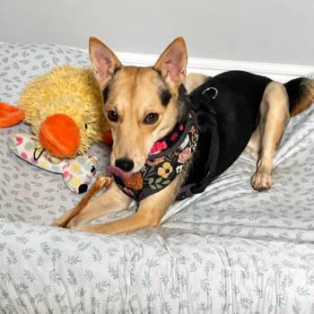 Tiff -  Shiba Inu and Chihuahua Dog for Adoption in New Orleans, Louisiana - Tiff | PetCurious