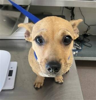 FRANKIE -  Pit Bull Terrier Dog for Adoption in San Bernardino, California - FRANKIE | PetCurious