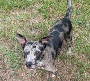 Janice -  Catahoula Leopard Dog Dog for Adoption in Rock Hill, New York - Janice | PetCurious
