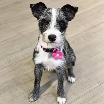 Graciela -  Miniature Schnauzer and Australian Cattle Dog Blue Heeler Dog for Adoption in Fairfield, Connecticut - Graciela | PetCurious