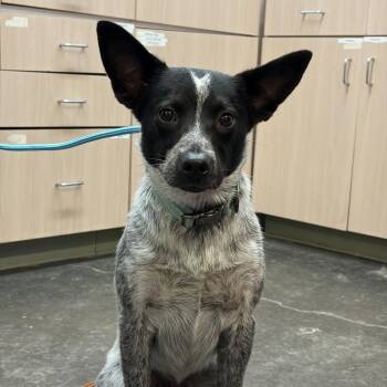 Bear -  Australian Cattle Dog Blue Heeler Dog for Adoption in Evensville, Tennessee - Bear | PetCurious
