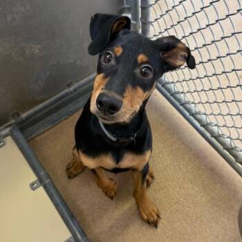 Squirrel -  Mixed Breed Dog for Adoption in Murray, Utah - Squirrel | PetCurious