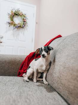 Jack Russell Terrier Dogs Available for Adoption - Beatrice | PetCurious