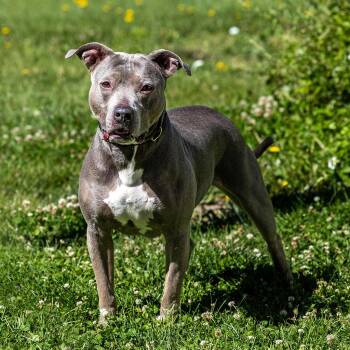 Sky -  Pit Bull Terrier Dog for Adoption in Council Bluffs, Iowa - Sky | PetCurious