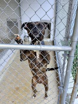 Rescue Pit Bull Terrier Dogs for Adoption in Petersburg, Virginia - Wilson | PetCurious