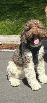 Rescue Labradoodle Dogs for Adoption in Richmond Hill, Ontario - Sven | PetCurious