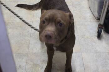 Rescue Terrier and Mixed Breed Dogs for Adoption in Picayune, Mississippi - Sherman | PetCurious