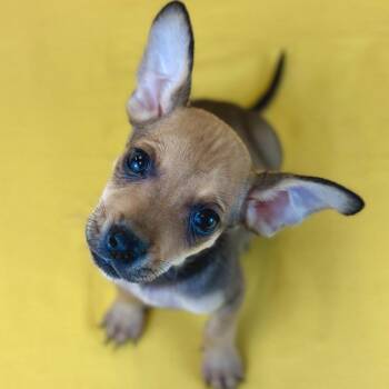 Mighty -  Chihuahua and Mixed Breed Dog for Adoption in Park Row, Texas - Mighty | PetCurious