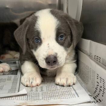 Jocelyn -  Mixed Breed Dog for Adoption in Ardmore, Oklahoma - Jocelyn | PetCurious