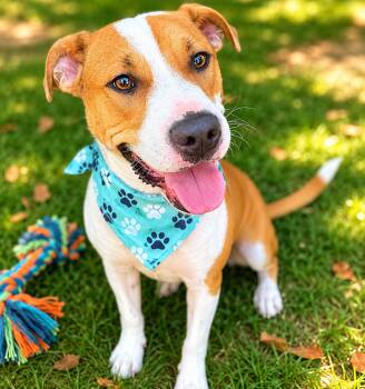 B -  Staffordshire Bull Terrier and Mixed Breed Dog for Adoption in Houston, Texas - B | PetCurious