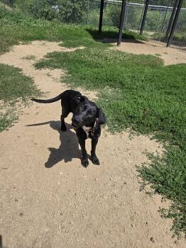 Sharpie -  Black Labrador Retriever Dog for Adoption in Maquoketa, Iowa - Sharpie | PetCurious