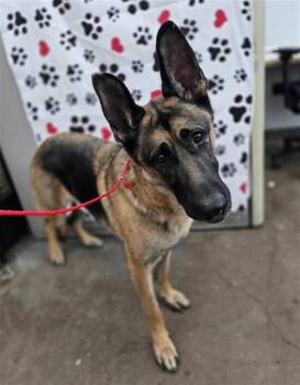 German Shepherd Dog Dogs Available for Adoption in Dallas, Texas - PREACHER | PetCurious