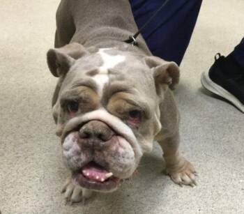English Bulldog Dogs Available for Adoption - MARLEY | PetCurious