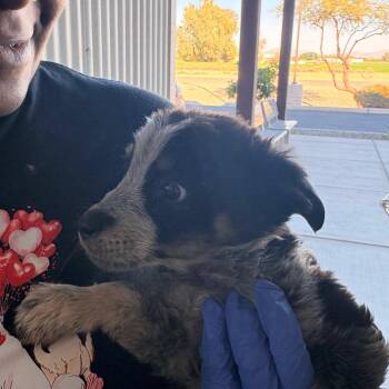 Australian Cattle Dog Blue Heeler Dogs Available for Adoption - Rosco | PetCurious