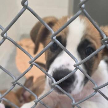 Willow -  Mixed Breed Dog for Adoption in Buellton, California - Willow | PetCurious
