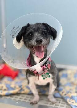 Goby -  Maltese and Mixed Breed Dog for Adoption in Fort Collins, Colorado - Goby | PetCurious