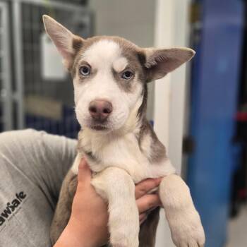 CT Shaman -  Husky and Mixed Breed Dog for Adoption in Eastford, Connecticut - CT Shaman | PetCurious