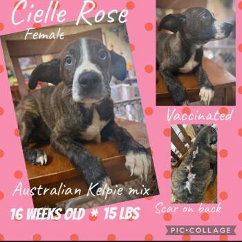 Cielle Rose -  Mixed Breed Dog for Adoption in Rockville, Maryland - Cielle Rose | PetCurious
