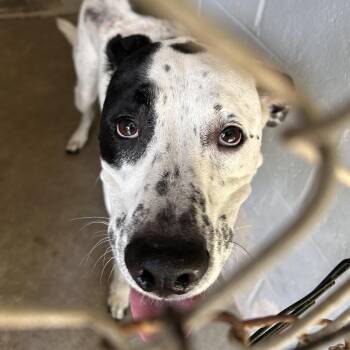 Bandit -  Labrador Retriever and Mixed Breed Dog for Adoption in Summerville, South Carolina - Bandit | PetCurious